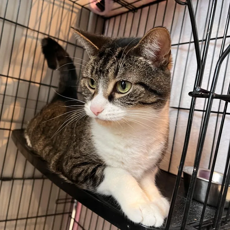 An adult large-sized female Brown / Chocolate Domestic Short Hair cat named Bellasaurus for adoption in Salisbury, MA