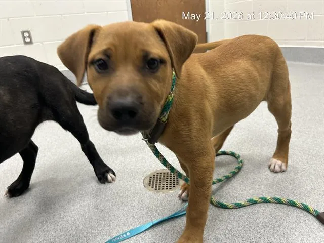 A young small-sized female Black Mouth Cur dog named A for adoption in Ocala, FL