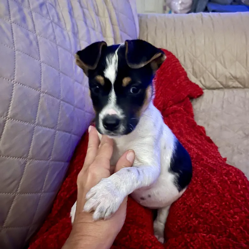 A baby medium-sized female Tricolor (Brown, Black, & White) Jack Russell Terrier dog named Darla for adoption in Cordova, TN