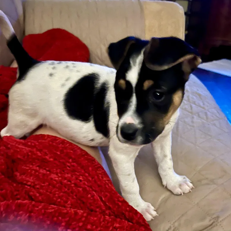 Darla thumbnail 2