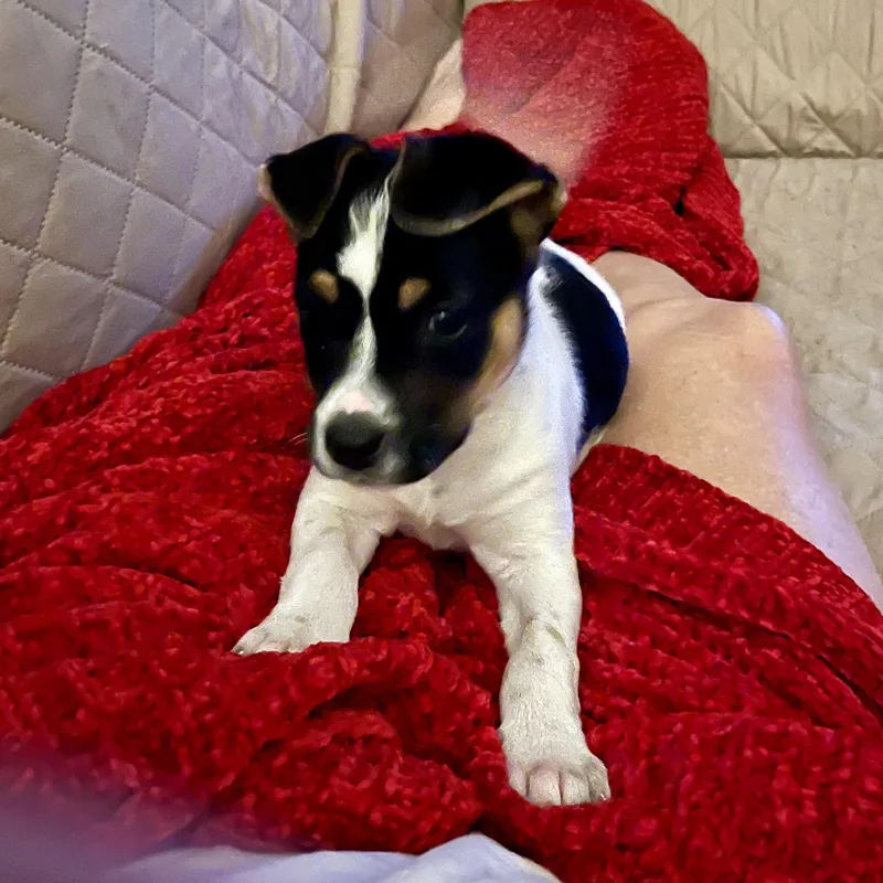Darla thumbnail 3