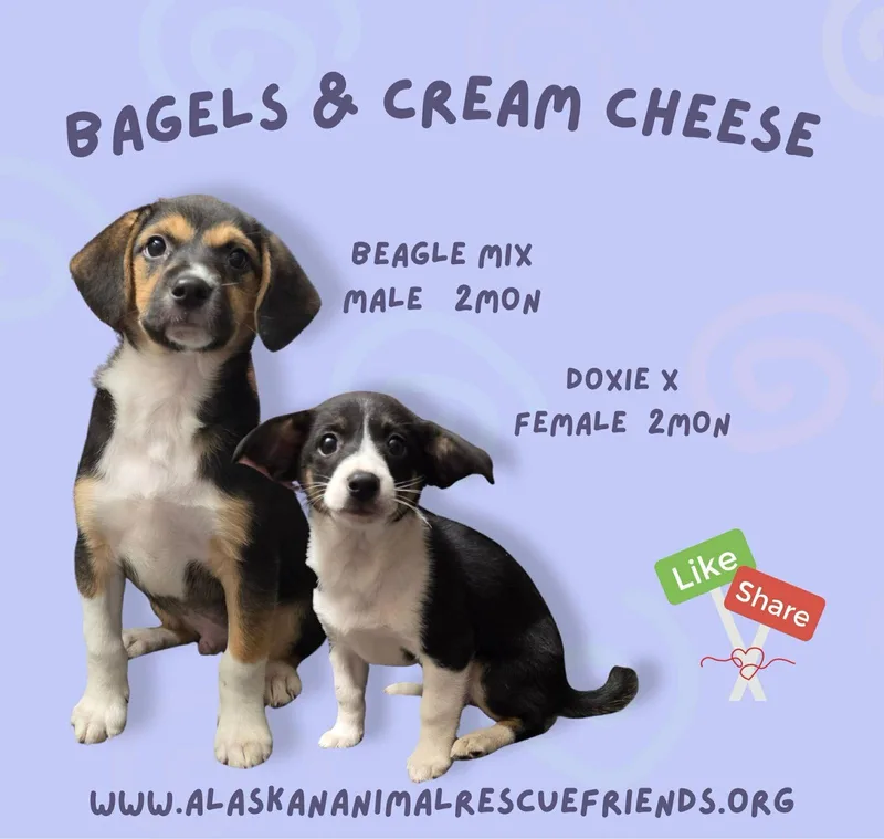 A baby medium-sized male Beagle dog named Bagels for adoption in Anchorage, AK