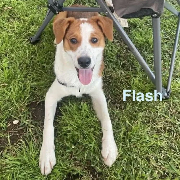 Flash