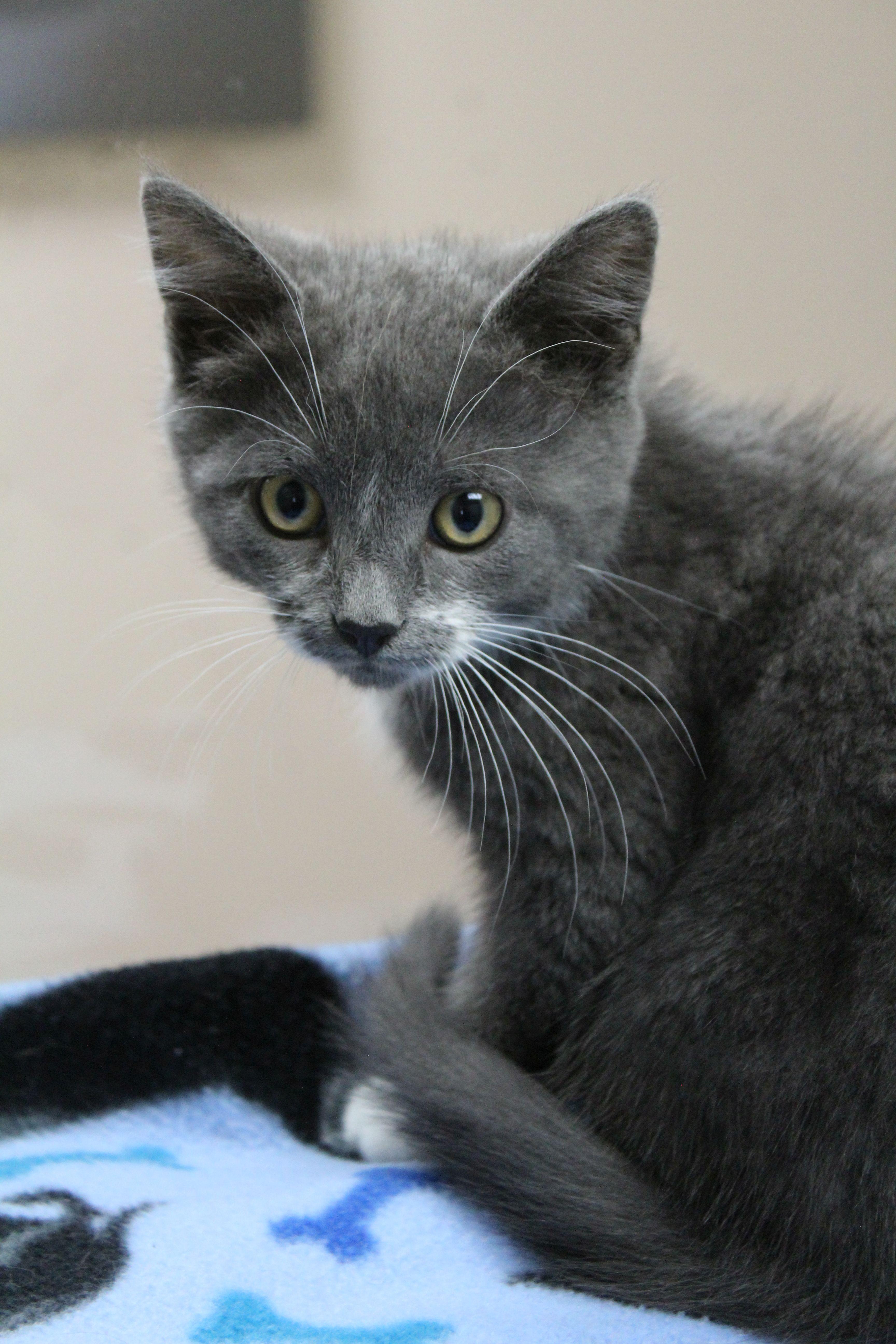 A baby medium-sized male Tuxedo cat named Sticky Fingers for adoption in Portage, WI