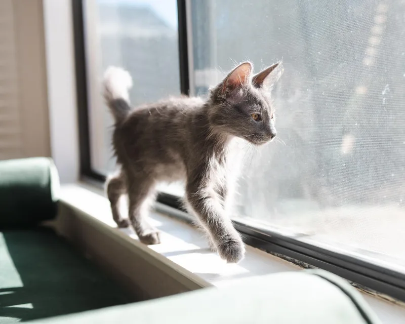 A baby medium-sized male Gray / Blue / Silver Domestic Medium Hair cat named Almond for adoption in Davis, CA