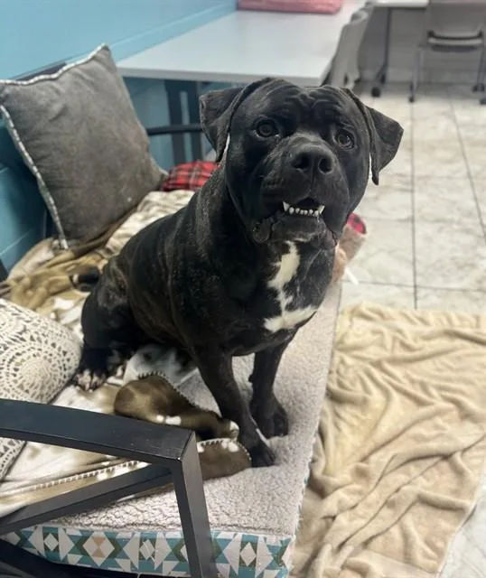 A young large-sized male Mastiff dog named Pterodactyl for adoption in Kalamazoo, MI