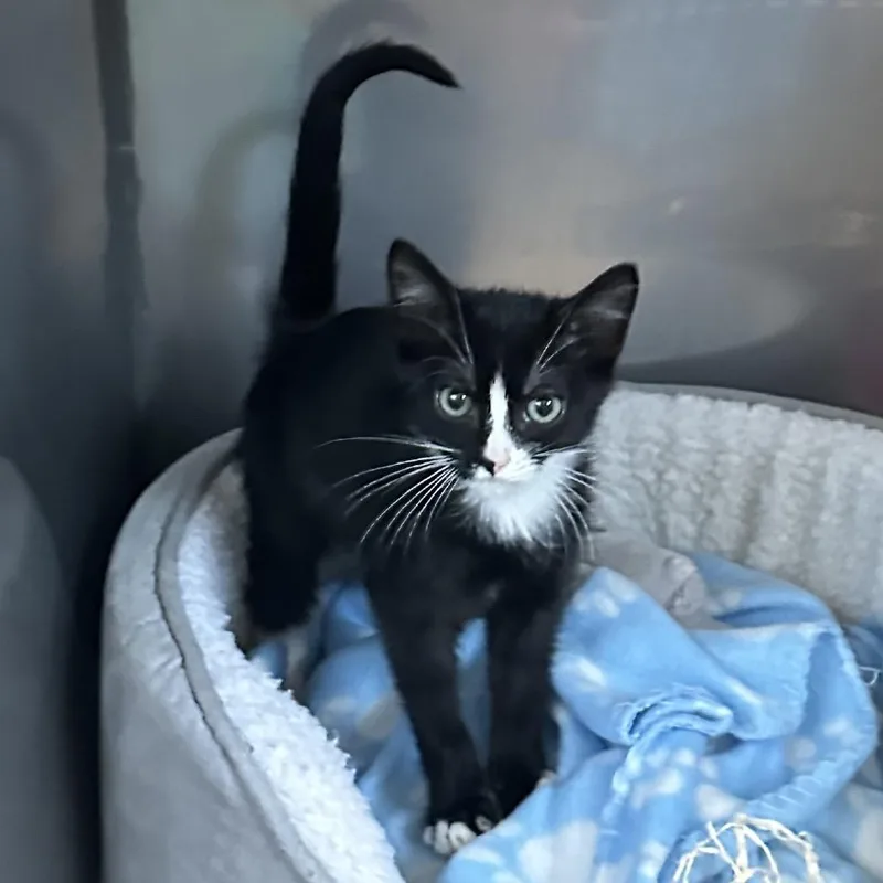 A baby small-sized male Black Domestic Short Hair cat named Dean Koontz for adoption in Newberg, OR