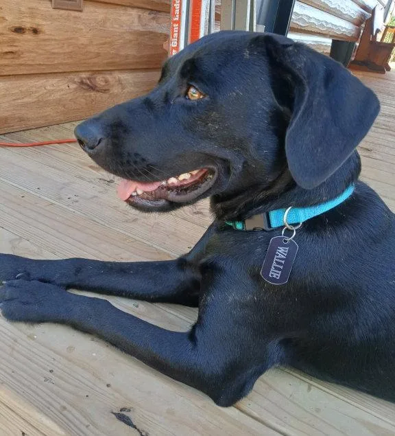 A young medium-sized female American Staffordshire Terrier dog named Wallie for adoption in Mountain View, AR