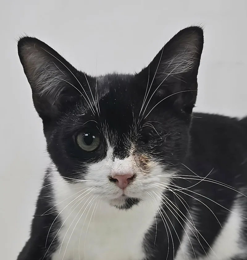 A young medium-sized male Black & White / Tuxedo Domestic Short Hair cat named Lefty Lopez for adoption in New York, NY