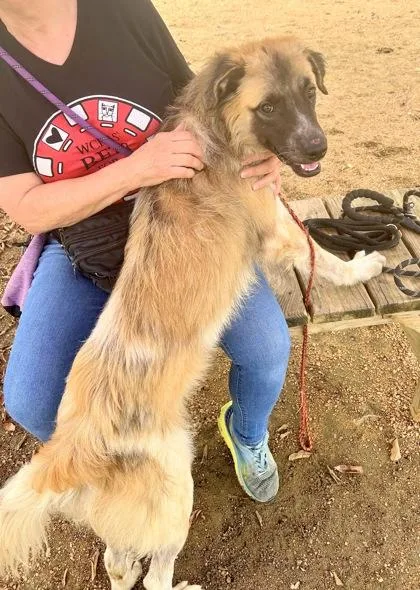 An adult large-sized male Apricot / Beige Mixed Breed dog named Bishop for adoption in Georgetown, TX