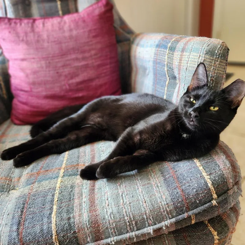 A young small-sized female Black Domestic Short Hair cat named Panza for adoption in Columbus, GA
