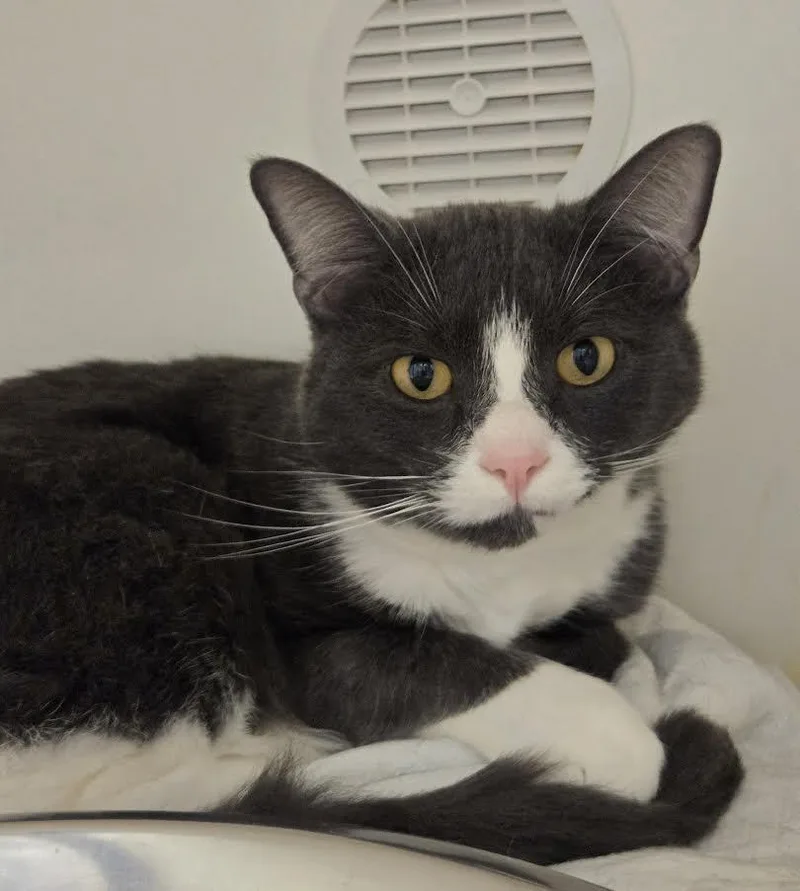 An adult medium-sized male Gray & White Domestic Short Hair cat named Storm for adoption in Bellingham, WA