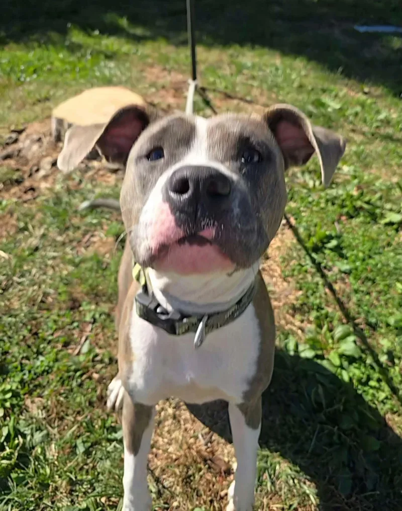 An adult medium-sized female Brindle Pit Bull Terrier dog named Karma for adoption in Springfield, IL