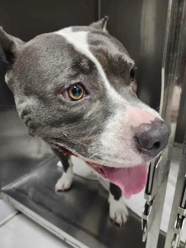 An adult large-sized female Mixed Breed dog named Charlie for adoption in Los Angeles, CA
