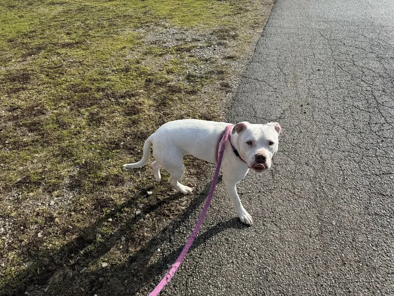 Valentino thumbnail 2