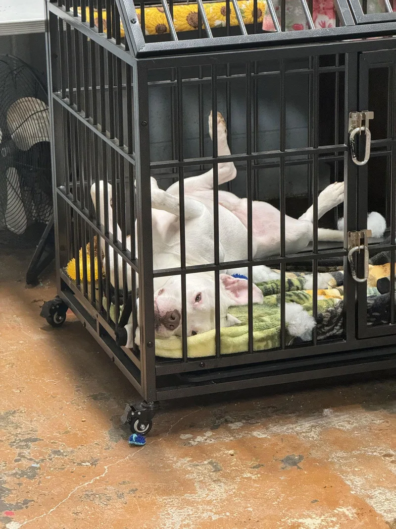 Valentino thumbnail 3