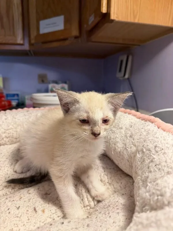 A baby medium-sized female White Siamese cat named Nessa for adoption in Belton, MO
