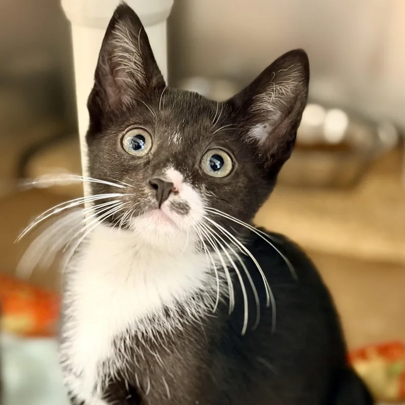A baby medium-sized male Black & White / Tuxedo Domestic Short Hair cat named Aladar for adoption in Jackson, NJ