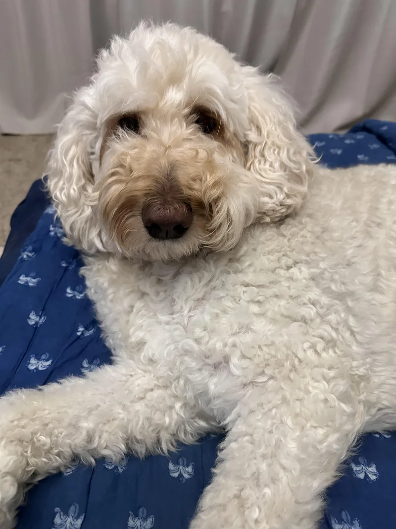 An adult large-sized female White / Cream Goldendoodle dog named Macie for adoption in Garland, TX