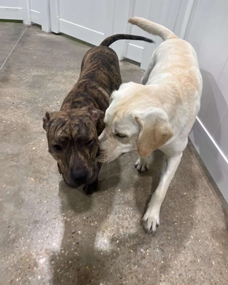 A young medium-sized male Brindle American Staffordshire Terrier dog named Loupensacola Fl for adoption in San Diego, CA