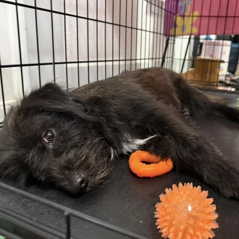 A young small-sized male Black Shih Tzu dog named Rascal for adoption in San Antonio, TX