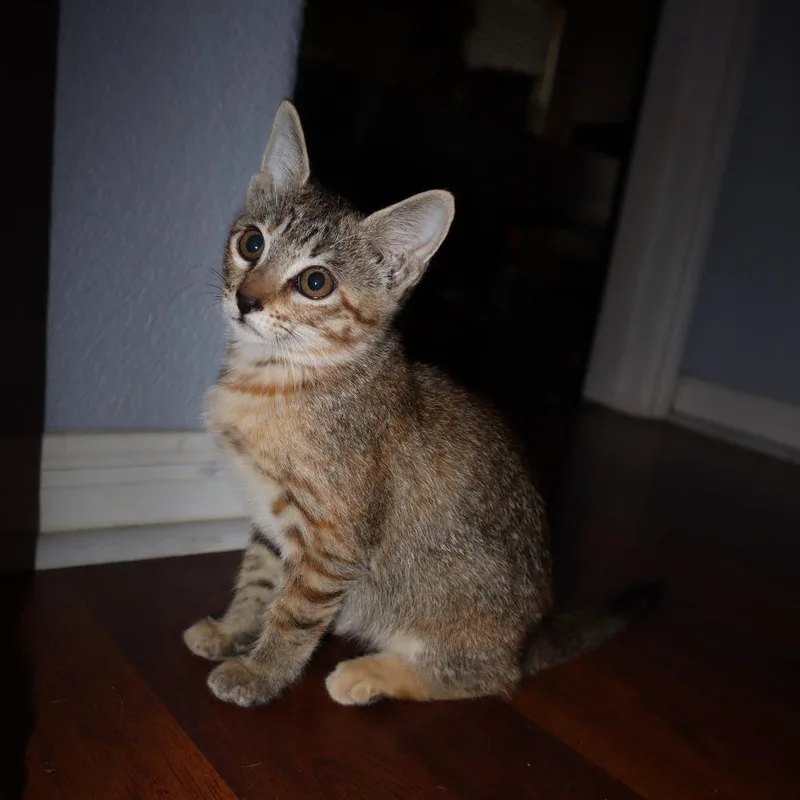 A baby small-sized female Brown / Chocolate Domestic Short Hair cat named Pixie for adoption in Cedar Creek, TX