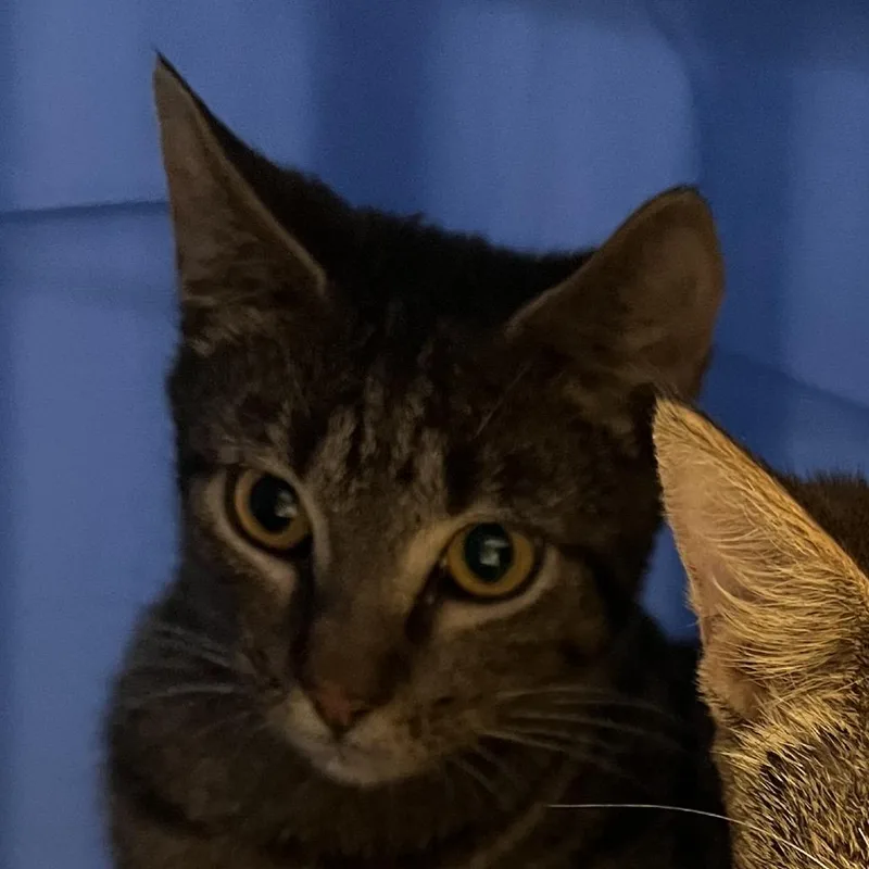 A young medium-sized female Brown / Chocolate Domestic Short Hair cat named Grovec for adoption in East Saint Louis, IL