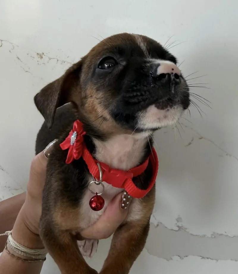 A baby medium-sized male Labrador Retriever dog named Mack The Merry for adoption in Carolina, PR