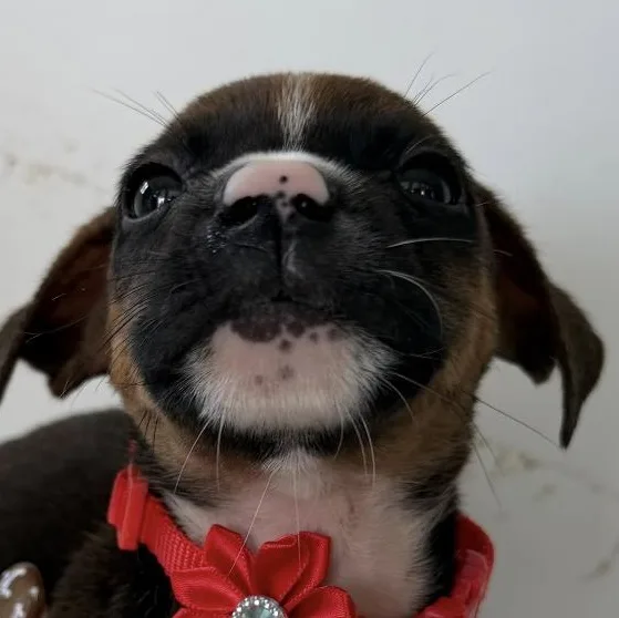 Mack  The Merry thumbnail 3