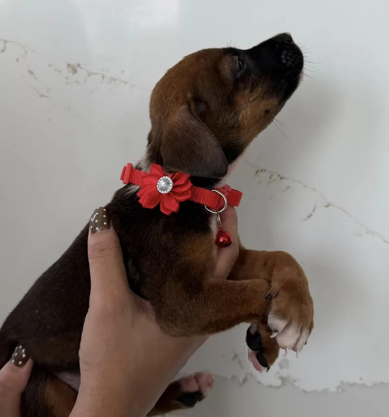 Mack  The Merry thumbnail 5