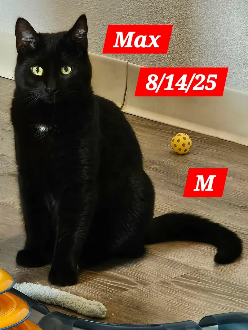 A young large-sized male Domestic Short Hair cat named Max for adoption in Gouverneur, NY