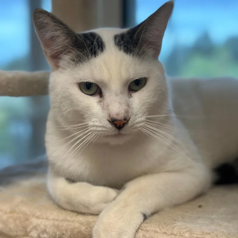 An adult small-sized male White Domestic Short Hair cat named Four for adoption in Sonoma, CA