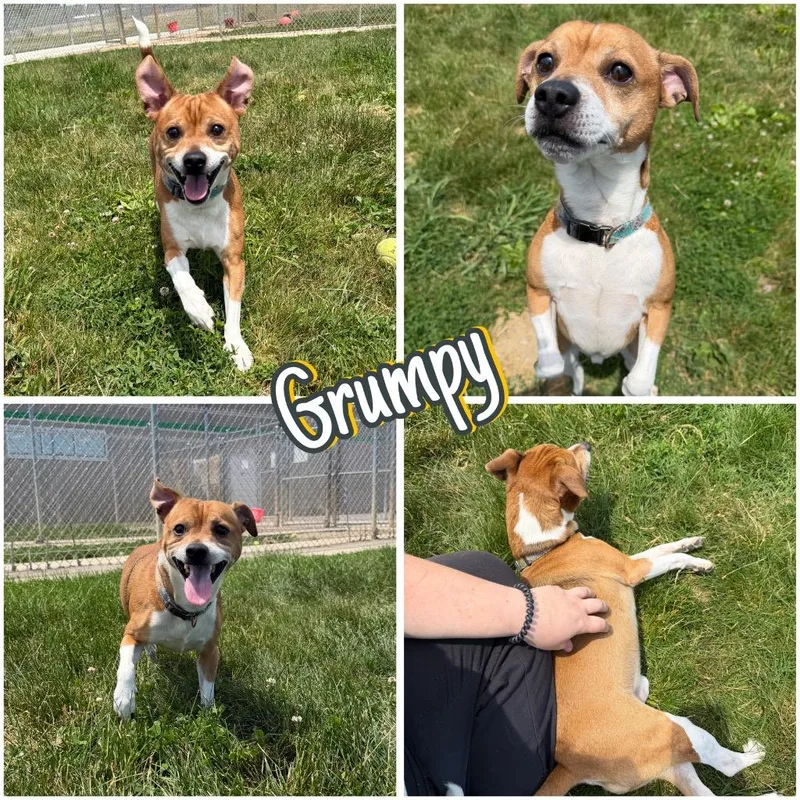 An adult medium-sized male Jack Russell Terrier dog named Grumpy for adoption in Pierceton, IN