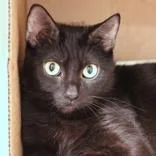 An adult medium-sized female Black Domestic Short Hair cat named Mildred for adoption in Hilliard, OH