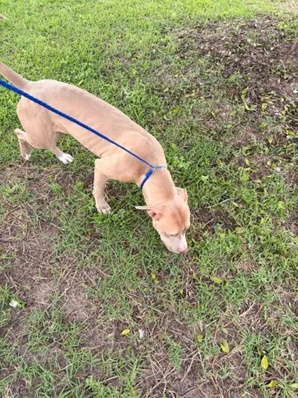 An adult large-sized female Pit Bull Terrier dog named Taylor Snifft for adoption in New Orleans, LA