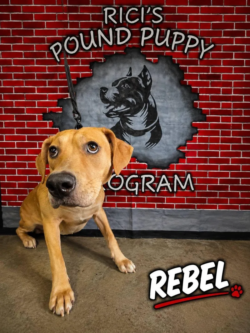 Rebel