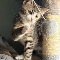 A baby small-sized male Tabby (Tiger Striped) Domestic Short Hair cat named Don for adoption in Lebanon, PA