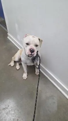 An adult large-sized male American Bulldog dog named Wallace for adoption in New Orleans, LA