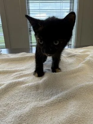 A young small-sized female Domestic Short Hair cat named Rigby for adoption in Lafayette, IN