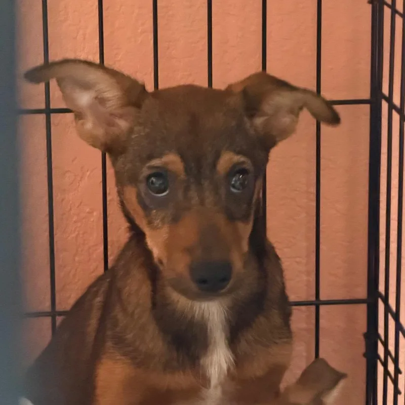 A baby small-sized male Yellow / Tan / Blond / Fawn Mixed Breed dog named D for adoption in Port Charlotte, FL