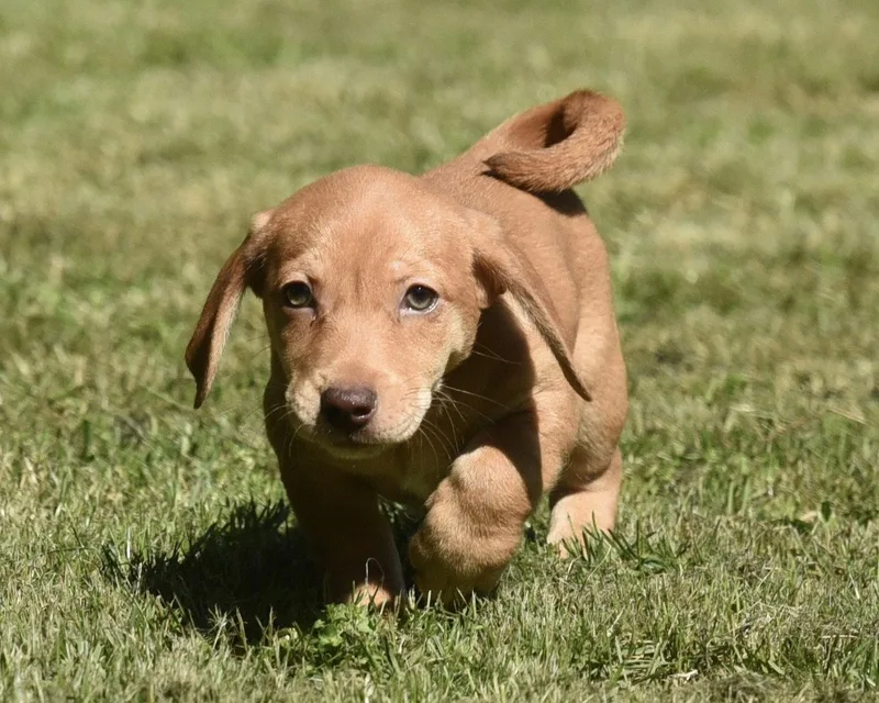 A baby small-sized male Dachshund dog named Florian for adoption in Mechanicsburg, PA