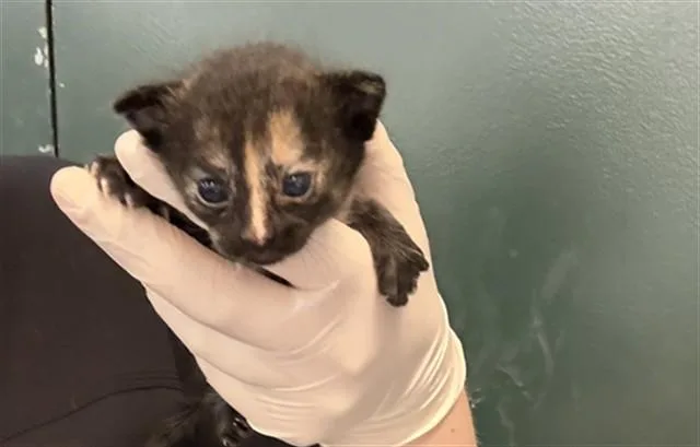 A baby small-sized female Domestic Short Hair cat named Luce for adoption in Thousand Palms, CA