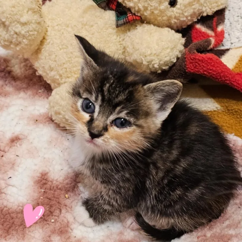 A baby small-sized female Torbie Domestic Short Hair cat named Ribbon for adoption in Westminster, CA