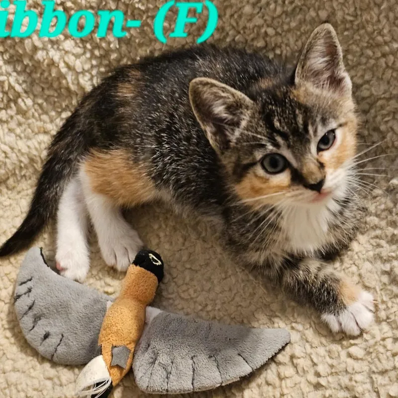 Ribbon thumbnail 2