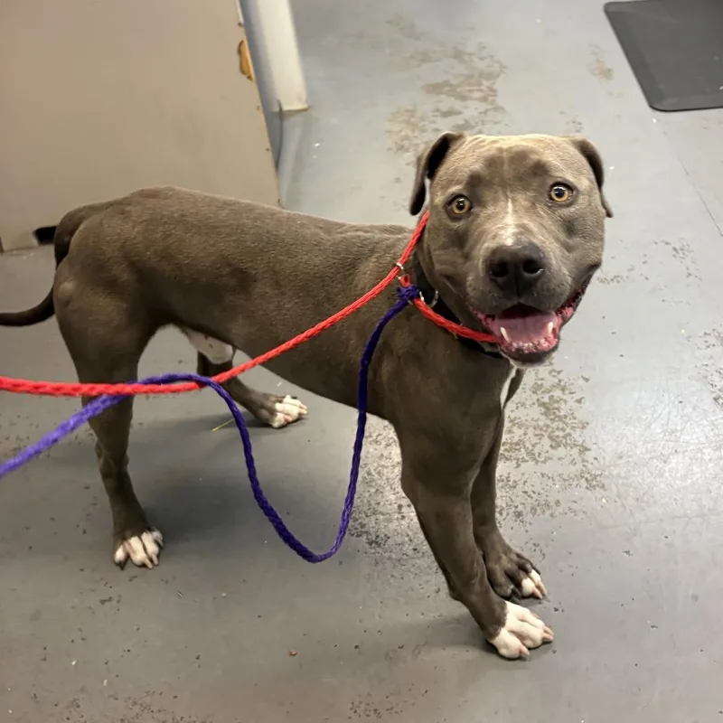 An adult medium-sized male Gray / Blue / Silver Pit Bull Terrier dog named Steele for adoption in Tacoma, WA