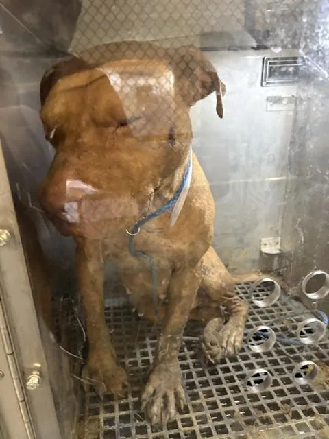 A young medium-sized male Mixed Breed dog named Mark for adoption in Dallas, TX