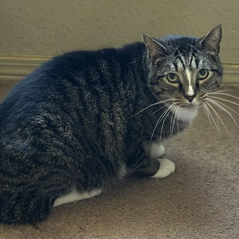 An adult large-sized male Brown / Chocolate Domestic Short Hair cat named Buster for adoption in Fort Smith, AR