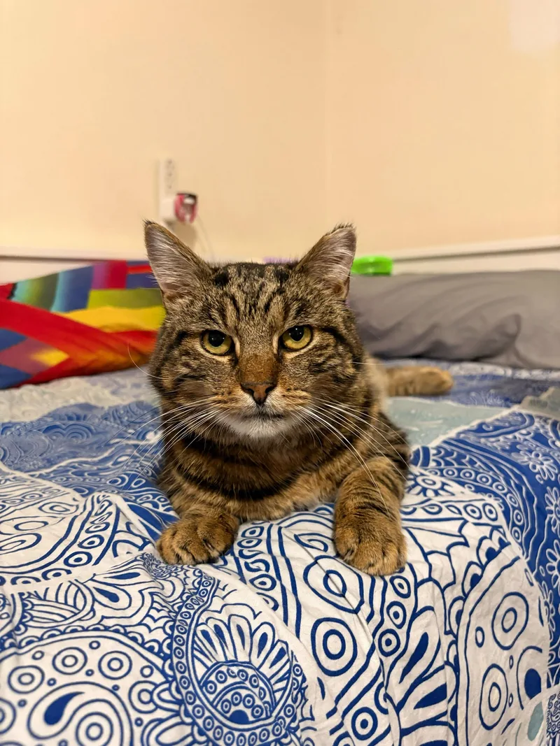 An adult medium-sized male Domestic Short Hair cat named Georgie for adoption in Long Island City, NY
