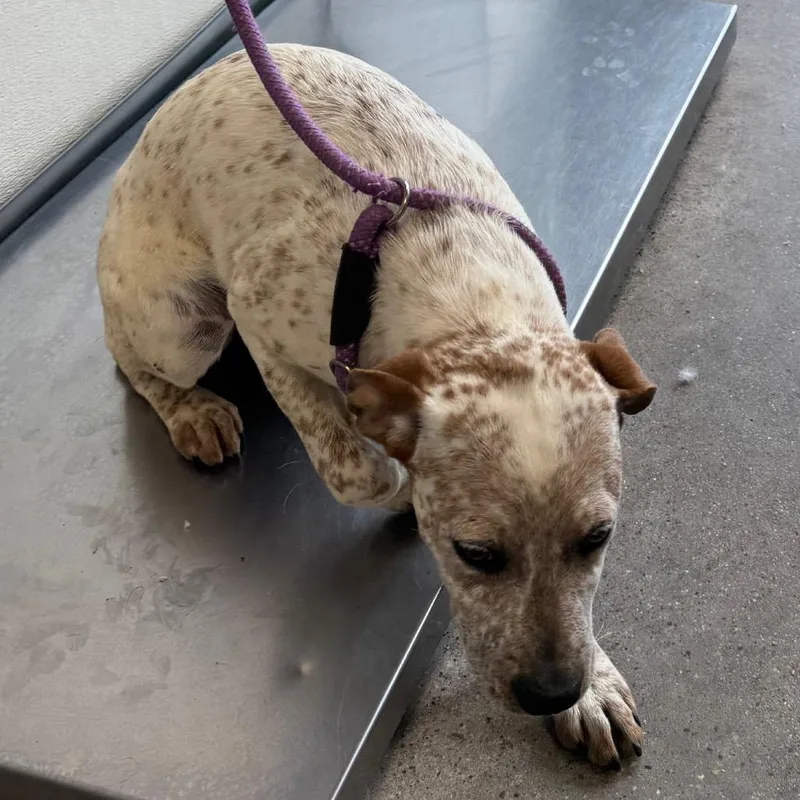 A baby medium-sized female Black Mixed Breed dog named Marshmallow for adoption in Las Cruces, NM