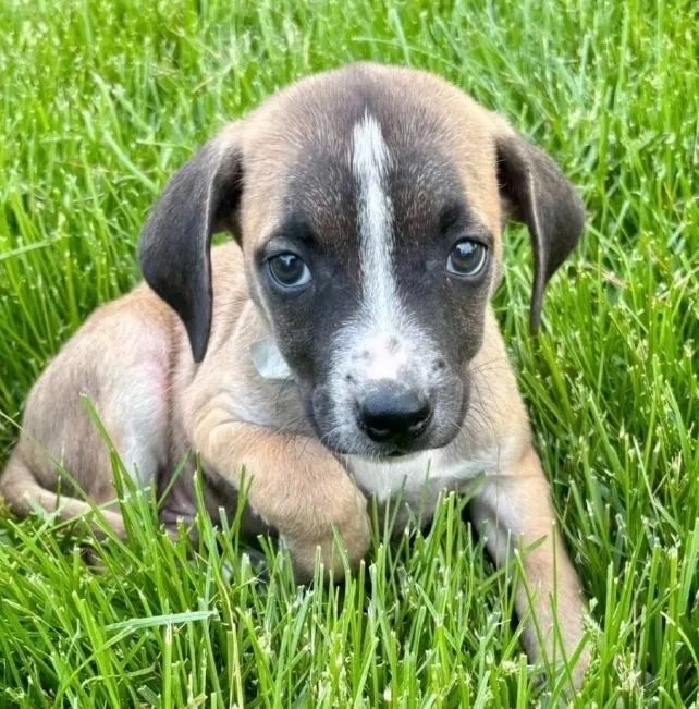 A baby medium-sized male Mastiff dog named Emmet for adoption in Minooka, IL